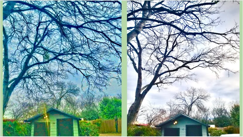 Affordable landscape installation in Cedar Park, TX by Acacia Tree Care