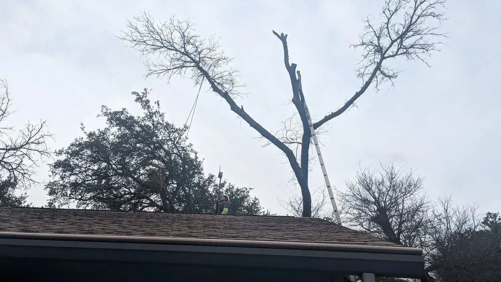 Top-rated lawn care service near you across Cedar Park, TX - Acacia Tree Care