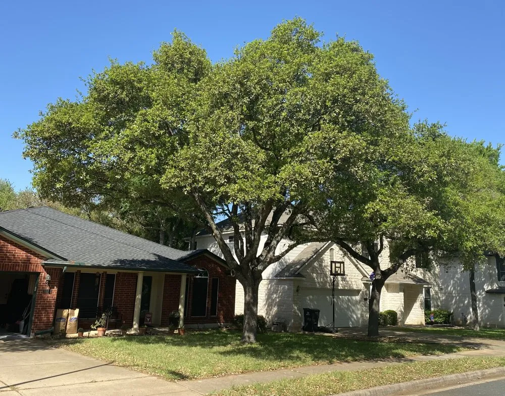 Top-rated lawn mowing service for year-round maintenance in Cedar Park, TX by Acacia Tree Care