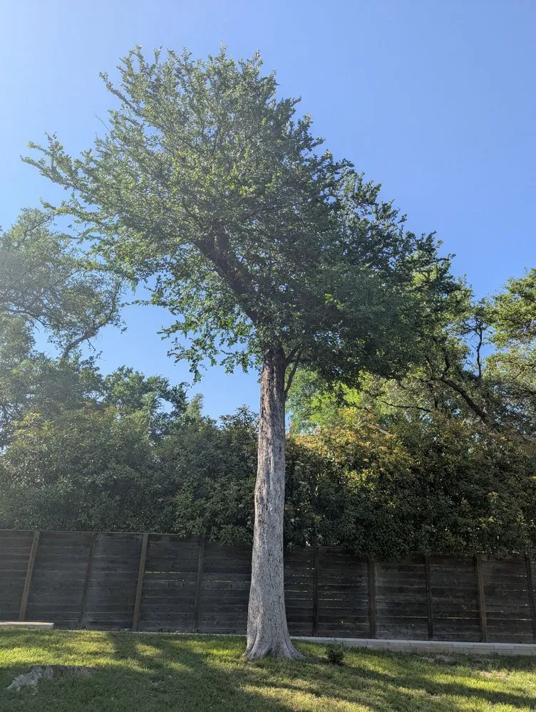 Trusted yard cleanup service for homes in Cedar Park, TX by Acacia Tree Care