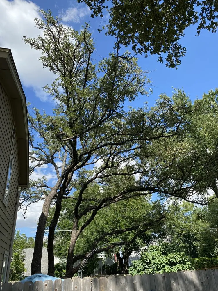 Local lawn care service for year-round maintenance across Cedar Park, TX - Acacia Tree Care