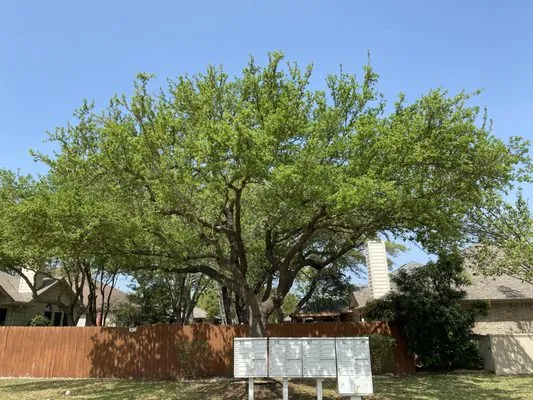 Acacia Tree Care Logo