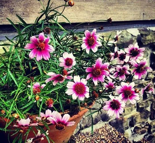 Expert yard cleanup service for beautiful yards in Knoxville, TN by Acadia Landscape