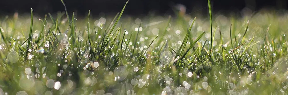 Expert lawn care service with custom design in Valley Center, KS by Accent Borders