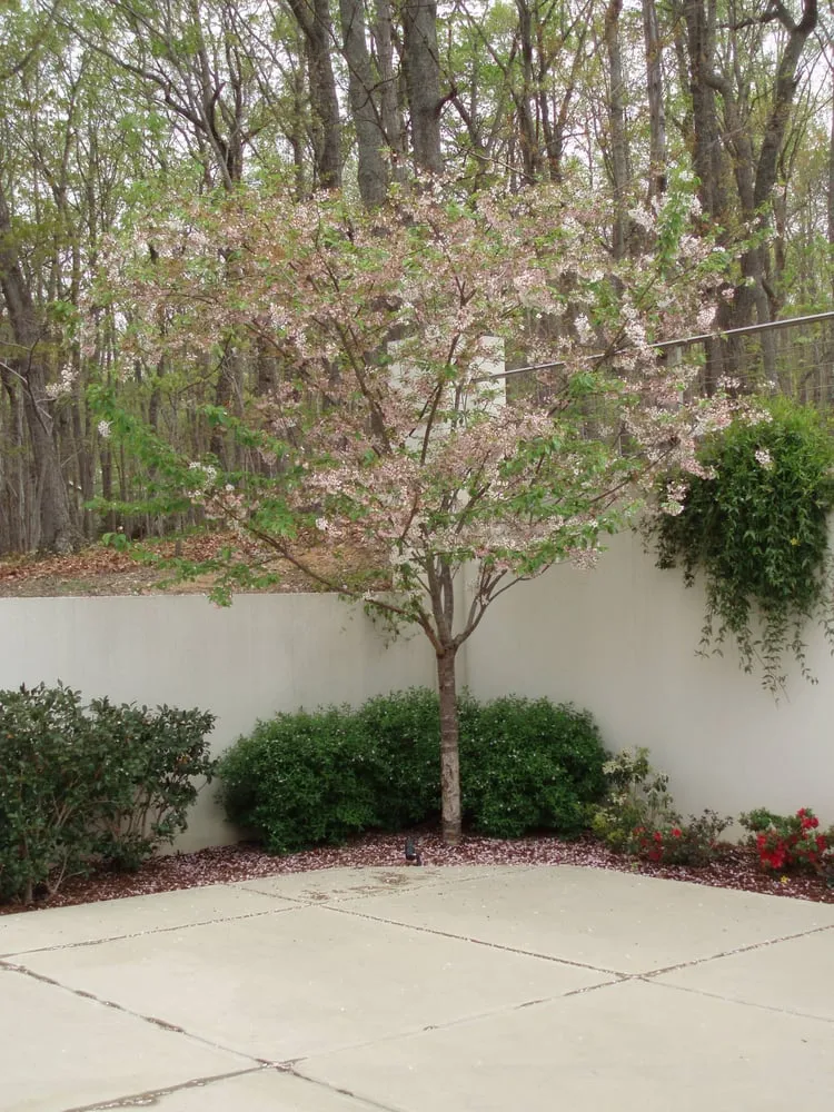 Trusted lawn mowing service in Chapel Hill, NC - Accent Design