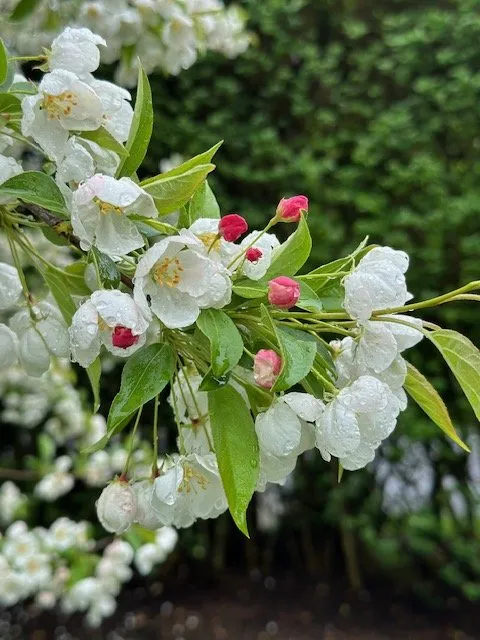 Custom landscape installation in Bohemia, NY by Accent Estates Tree Spray and Lawn Fertilizer