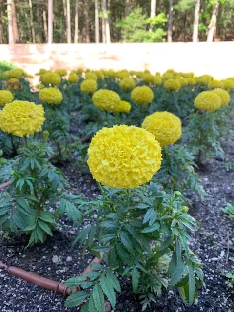 Custom yard cleanup service experts serving Bohemia, NY - Accent Estates Tree Spray and Lawn Fertilizer