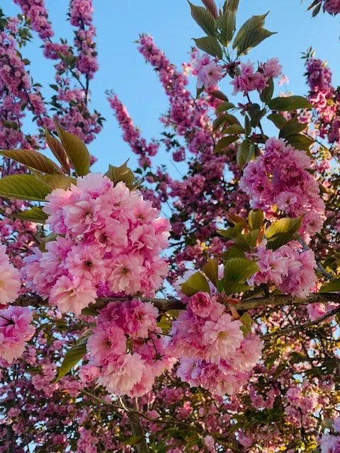 Top-rated landscape design for beautiful yards in Bohemia, NY by Accent Estates Tree Spray and Lawn Fertilizer