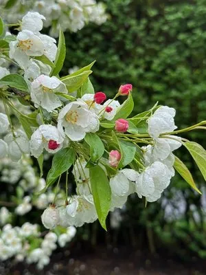 Accent Estates Tree Spray and Lawn Fertilizer