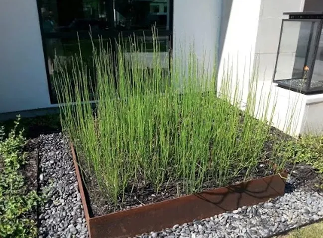 Expert yard maintenance in Lucas, TX by Accent Landscape Management