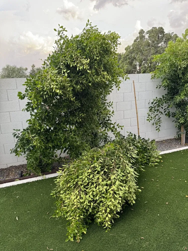 Professional yard cleanup service for year-round maintenance in San Tan Valley, AZ by Accent Landscaping