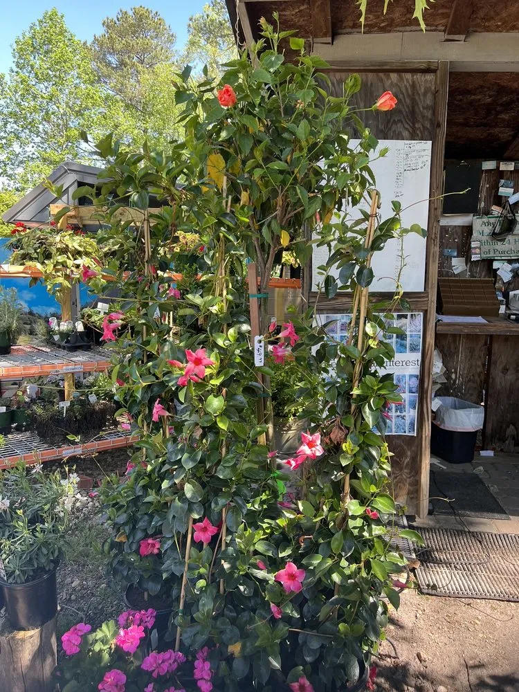 Trusted yard cleanup service in Douglasville, GA - Accent Nursery & Landscaping