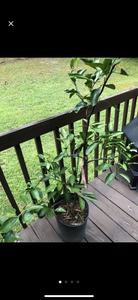 Affordable landscape design in Douglasville, GA by Accent Nursery & Landscaping