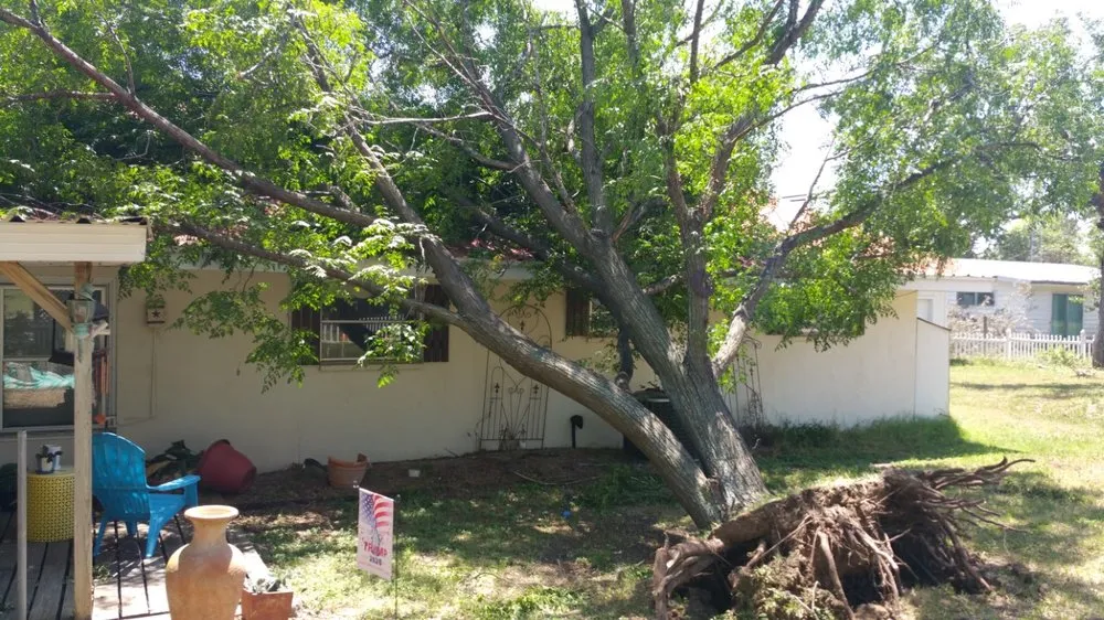 Custom garden landscaping experts serving Buchanan Dam, TX - Accent Tree and Land