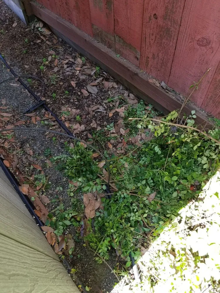 Affordable yard cleanup service for residential properties in Fairfield, CA by Accessible Landscaping