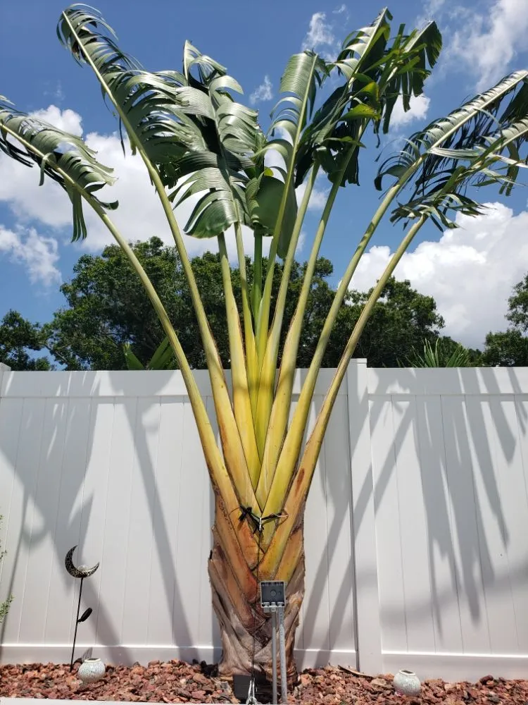 Reliable outdoor landscaping experts serving Largo, FL - Acclimate Arbor Care