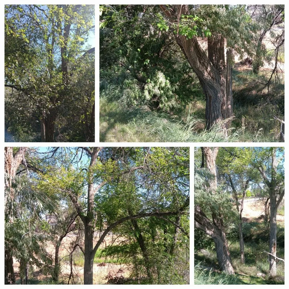 Top-rated lawn mowing service in Delta, CO by Accomplished Ones