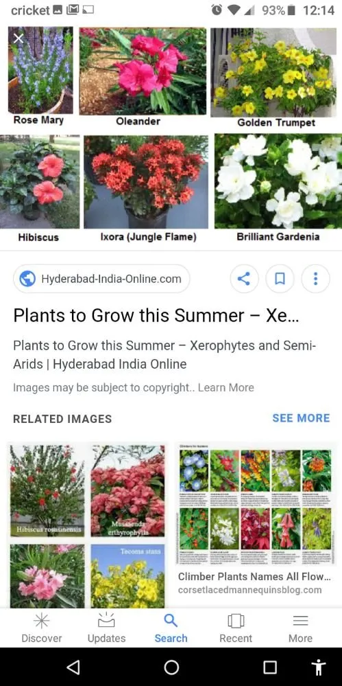 Local yard cleanup service in Holiday, FL by Accurate Accent Lighting and Landscape