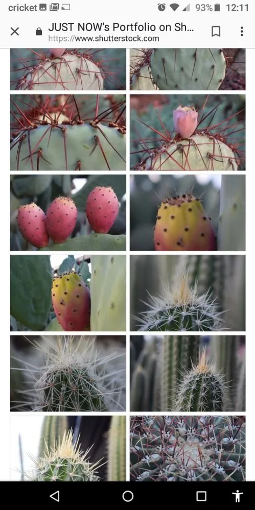 Professional landscape installation for outdoor upgrades in Holiday, FL by Accurate Accent Lighting and Landscape