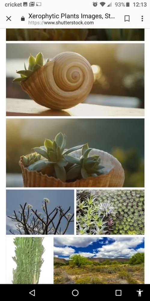 Professional garden landscaping in Holiday, FL by Accurate Accent Lighting and Landscape