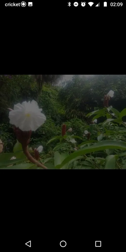 Trusted residential landscaping in Holiday, FL by Accurate Accent Lighting and Landscape