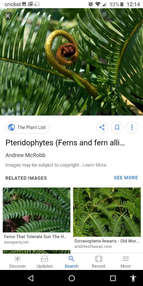 Reliable garden landscaping for outdoor upgrades in Holiday, FL by Accurate Accent Lighting and Landscape