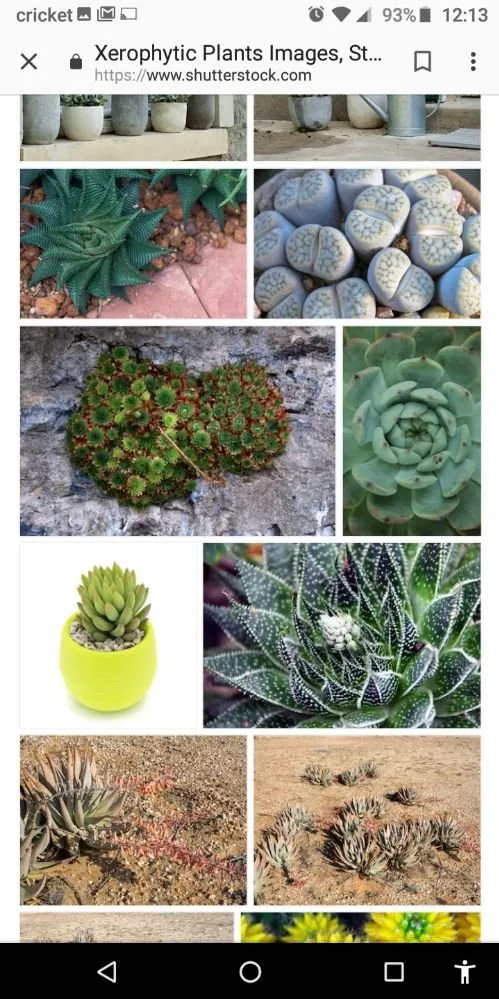 Custom lawn mowing service in Holiday, FL - Accurate Accent Lighting and Landscape