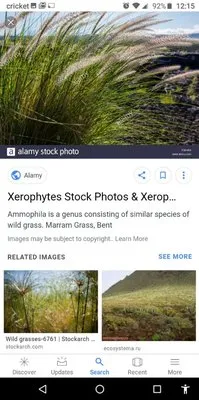 Accurate Accent Lighting and Landscape Logo