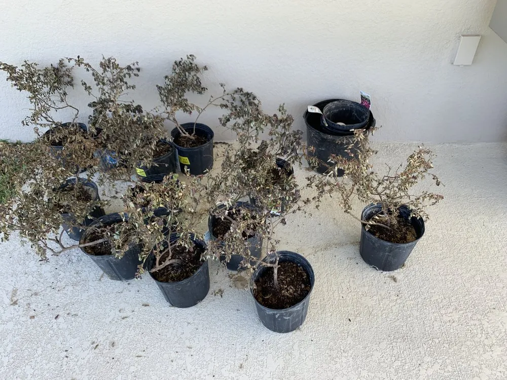 Local outdoor landscaping for year-round maintenance across Apopka, FL - Accurate Pavers & Landscape