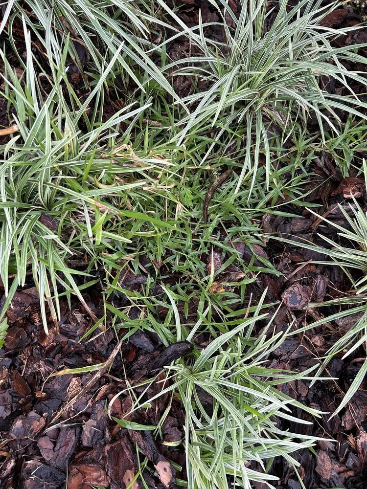 Trusted lawn care service in Apopka, FL - Accurate Pavers & Landscape