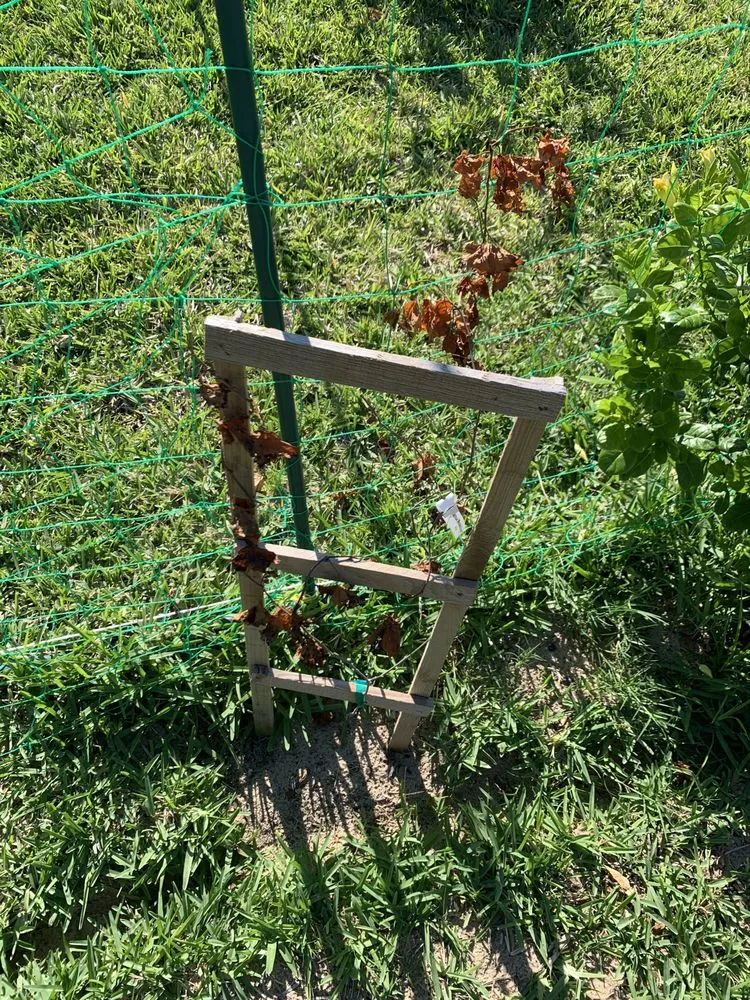 Top-rated lawn mowing service for homes across Apopka, FL - Accurate Pavers & Landscape