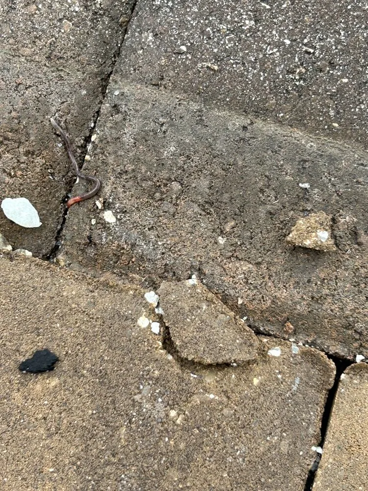 Local landscape design experts serving Apopka, FL - Accurate Pavers & Landscape