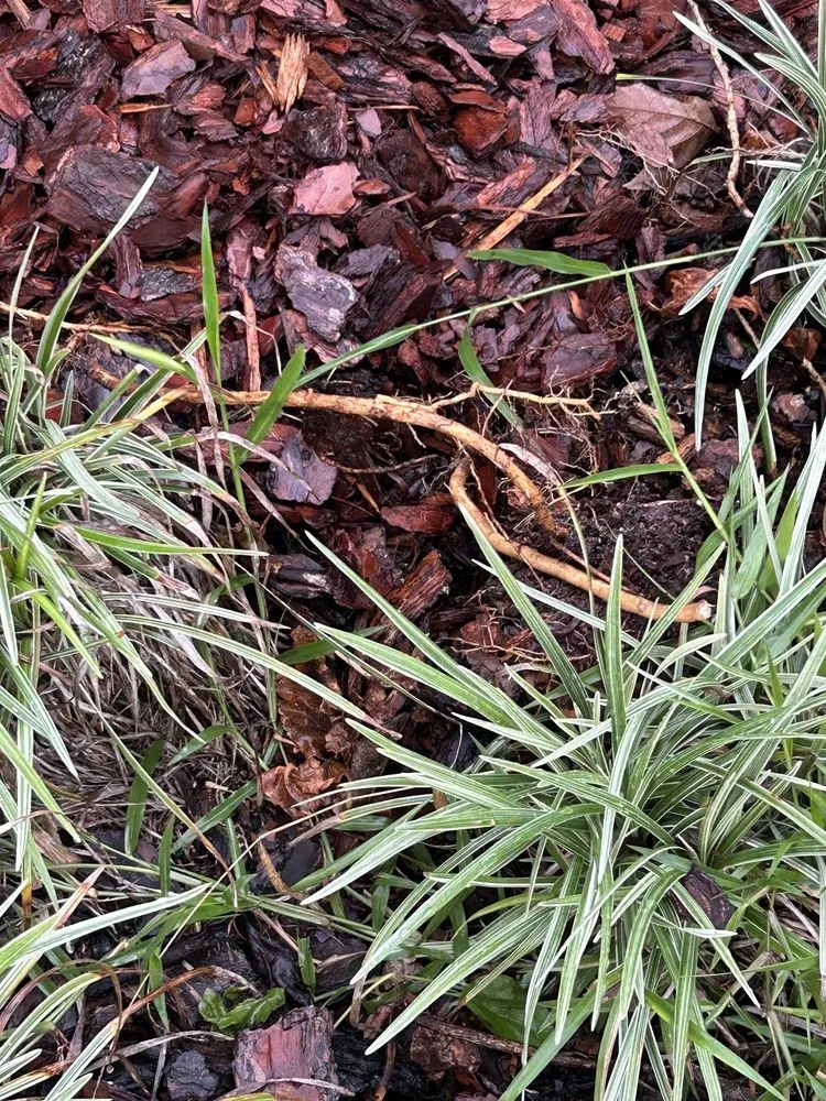 Expert yard cleanup service in Apopka, FL by Accurate Pavers & Landscape