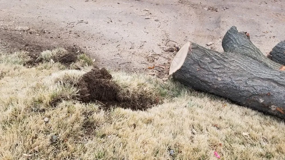 Expert landscaping services in Saint Charles, MO by Accurate