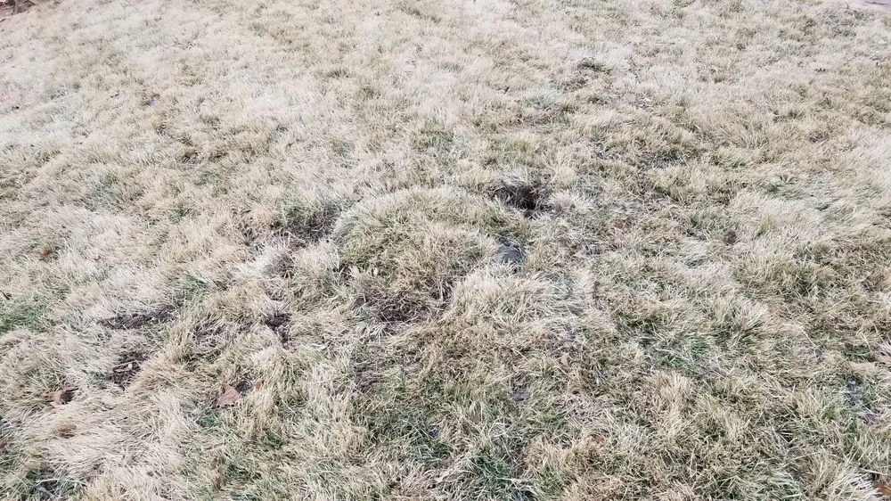 Affordable landscaping services experts serving Saint Charles, MO - Accurate