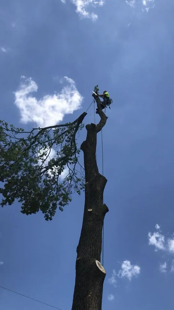 Local landscape design near you across Saint Charles, MO - Accurate