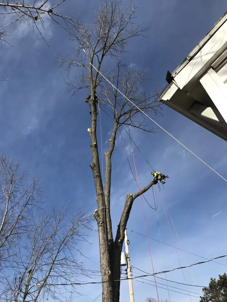 Affordable landscape installation in Saint Charles, MO - Accurate