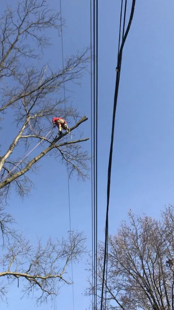 Expert yard maintenance in Saint Charles, MO by Accurate