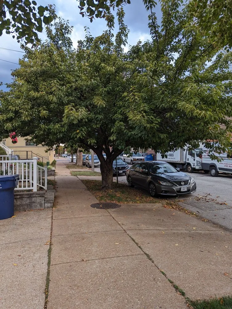 Expert landscape design in Saint Charles, MO - Accurate