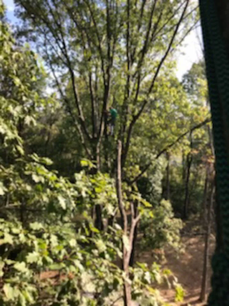 Professional residential landscaping in Ferguson, MO - Accurate Tree and Landscaping