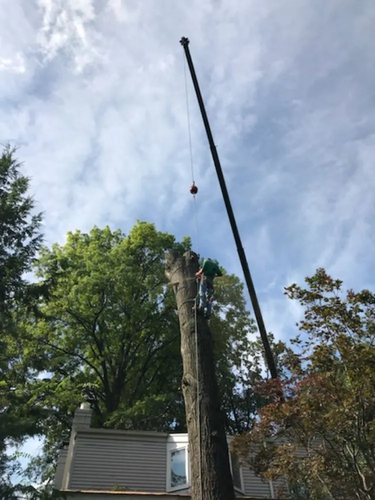 Expert garden landscaping for residential properties across Ferguson, MO - Accurate Tree and Landscaping