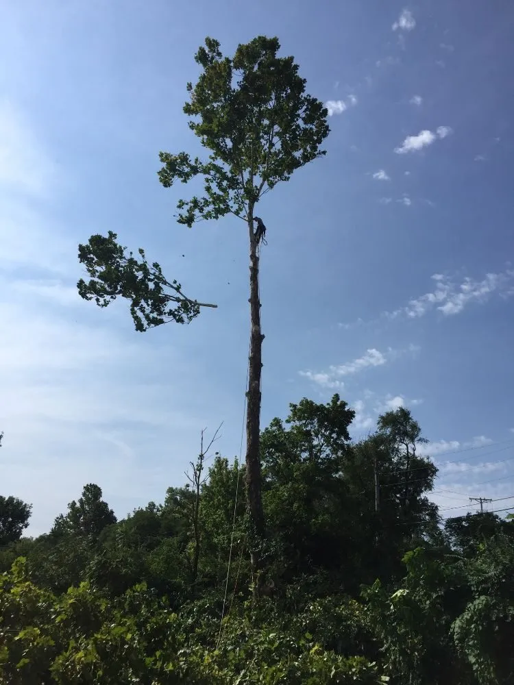Affordable landscape installation in Ferguson, MO - Accurate Tree and Landscaping