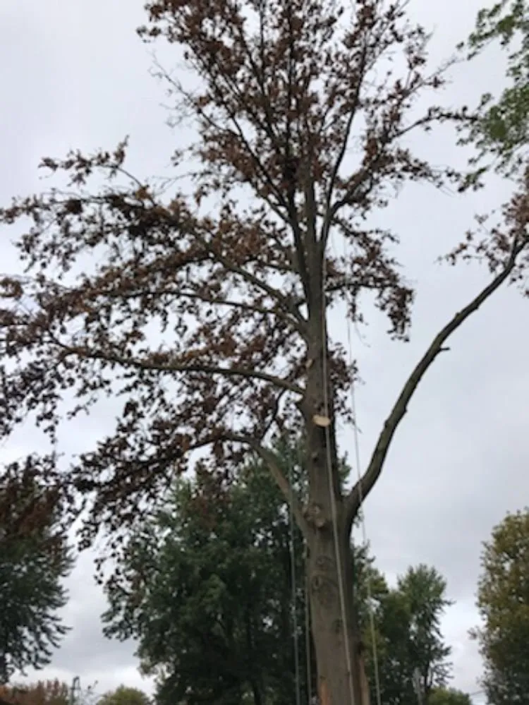 Top-rated landscape design in Ferguson, MO - Accurate Tree and Landscaping