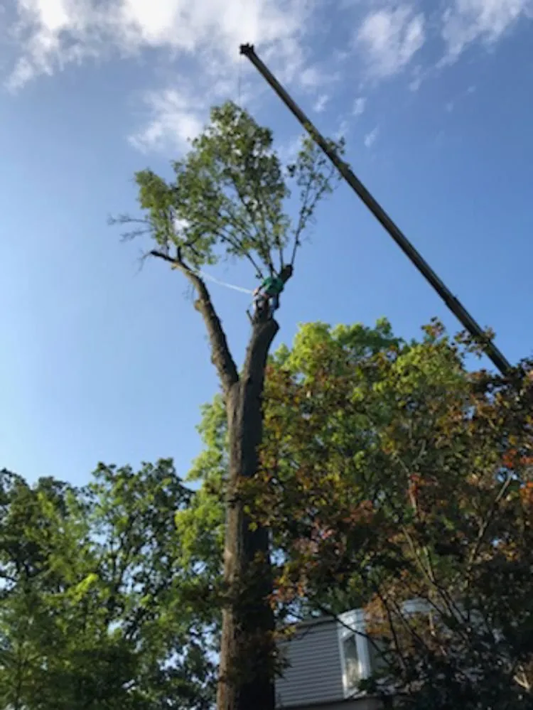 Trusted garden landscaping for outdoor upgrades across Ferguson, MO - Accurate Tree and Landscaping