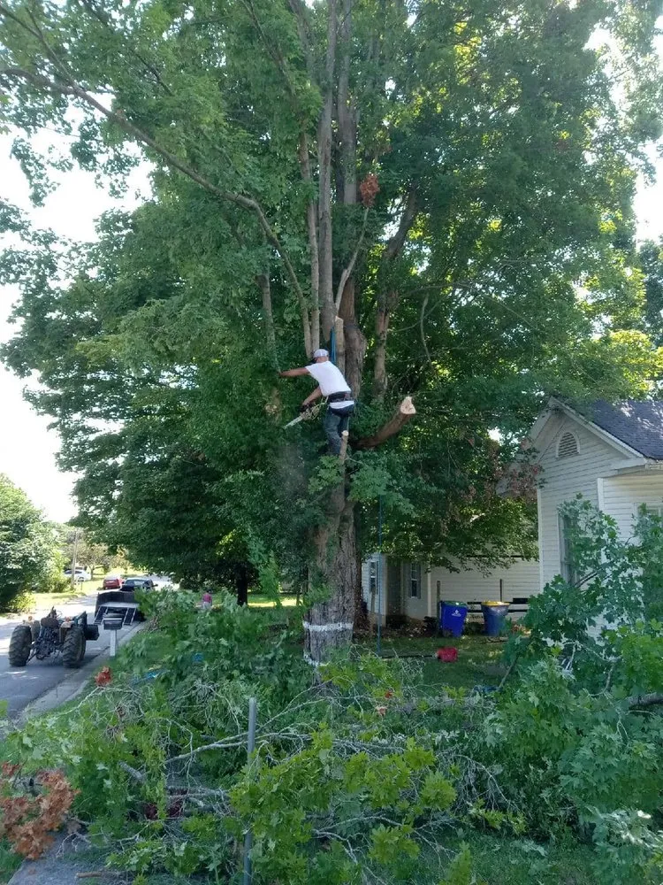 Affordable yard maintenance in Clarksville, TN - Accurate Tree Service 1