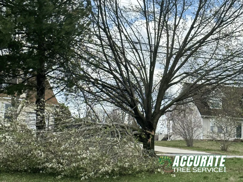 Reliable landscape design experts serving Clarksville, TN - Accurate Tree Service 1