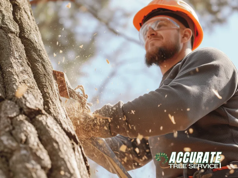 Professional yard maintenance for year-round maintenance in Clarksville, TN by Accurate Tree Service 1