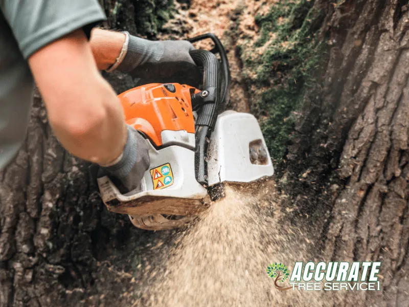 Local yard cleanup service in Clarksville, TN - Accurate Tree Service 1