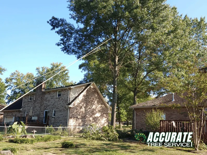 Custom yard maintenance experts serving Clarksville, TN - Accurate Tree Service 1