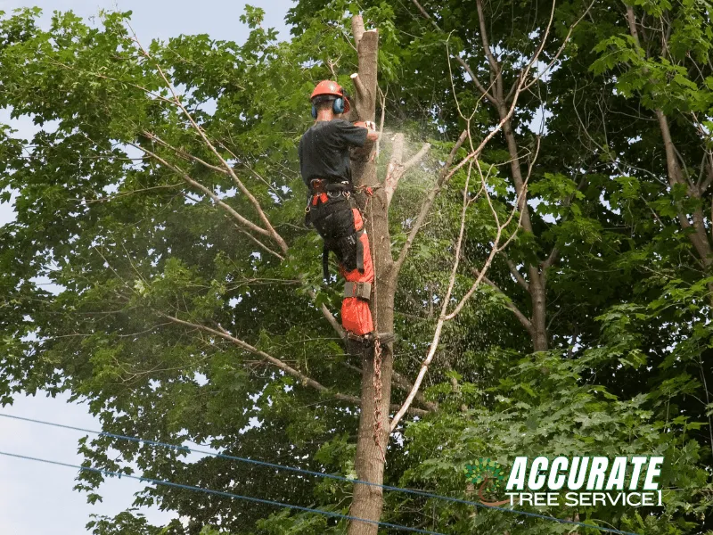 Custom yard cleanup service in Clarksville, TN by Accurate Tree Service 1